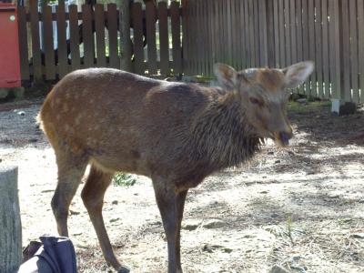 sacred deer, Nara