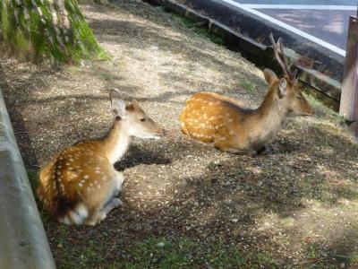 sacred deer, Nara