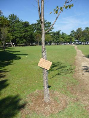 カーボンオフセットの木・carbon offset tree