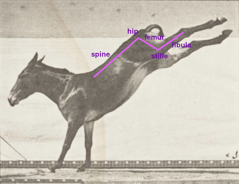 [A true horse kicking, with the bone geometry labelled]